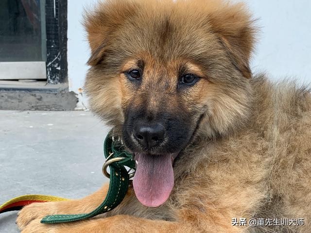 比利时玛利诺犬应该如何饲养:马犬适合家养吗？有什么建议？