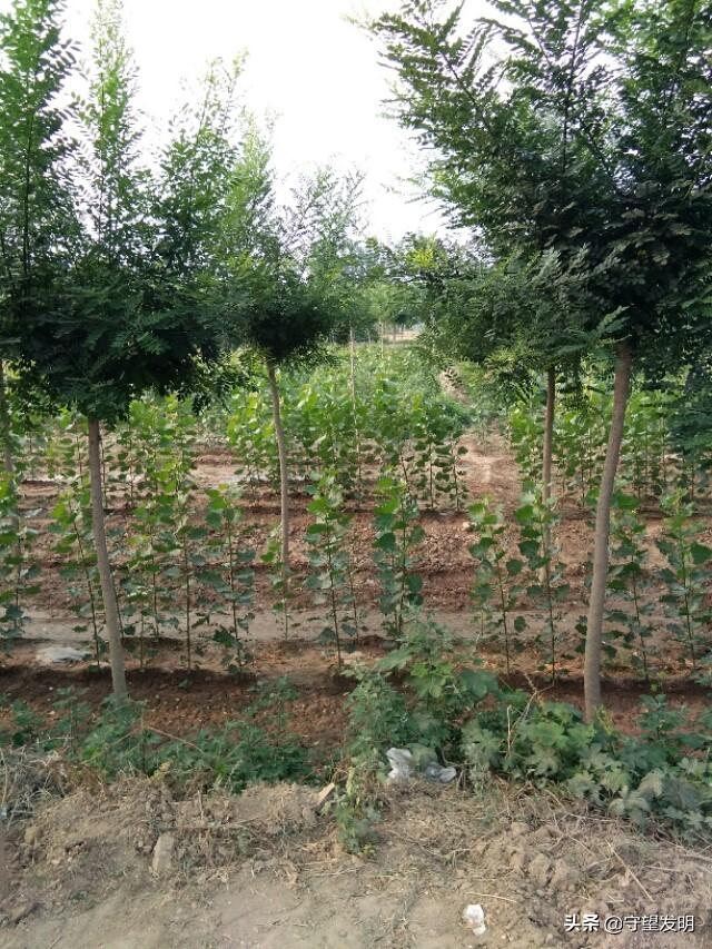 大树的图片,种植什么风景树简单容易活？