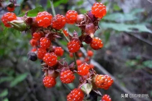 不宜错过哪些养生秋果，小时候农村里常见的野果，你还记得哪些