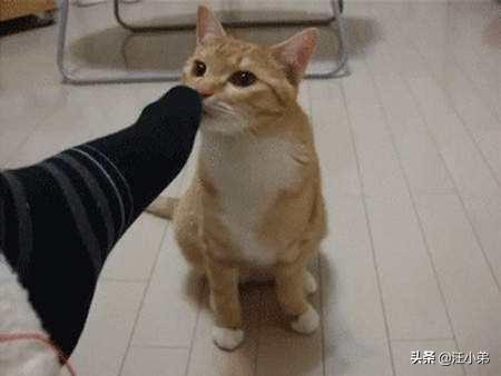 猫咪闻到臭脚后为什么会张开嘴:请问，猫咪不会嫌弃自己的主人脚臭吗？