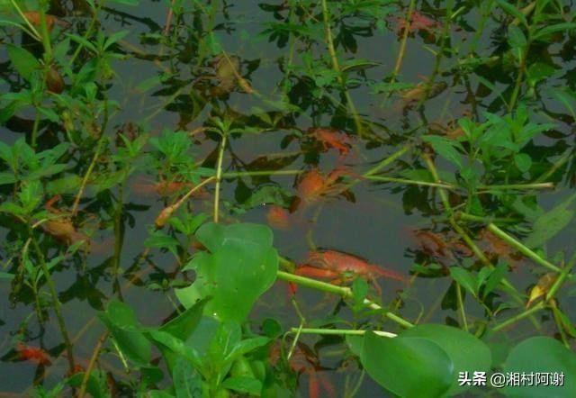 雪球虾死亡:南美对虾养殖出现死虾怎么应对？