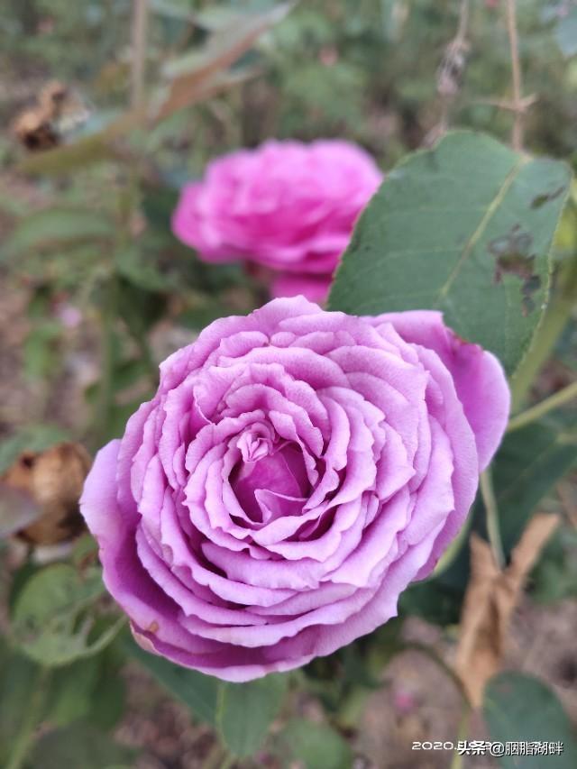 最香的几款月季品种是什么？插图57