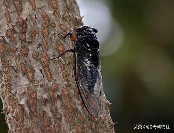 知了吃什么树汁:有谁见过成虫蝉把口器插入树木中吸食树木汁液的？