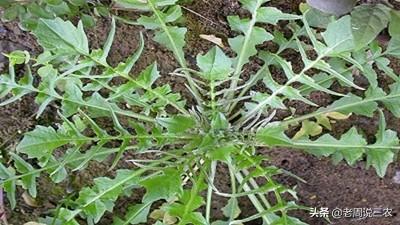 农村最常见野菜有哪些？能种植吗？