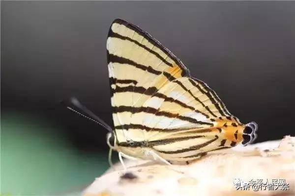 哈尼族白鹇鸟:为什么古代的文武百官衣服上都纹有飞禽走兽啊？