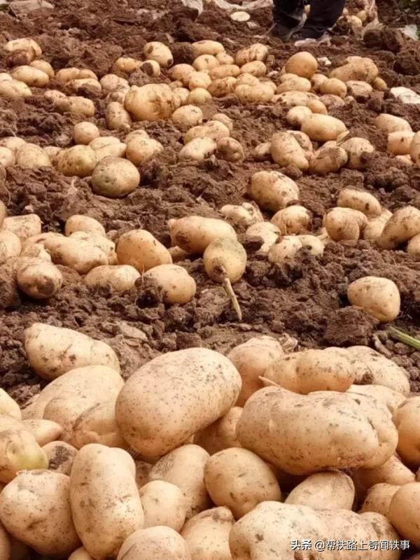 市面上的土豆越来越大，究竟和膨大剂有没有关系？你会吃吗？插图2