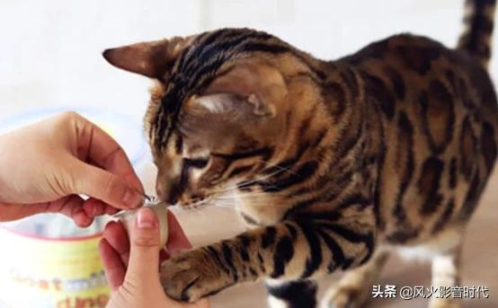 猫零食:一给猫打开猫零食，猫就像疯了一样怎么办？