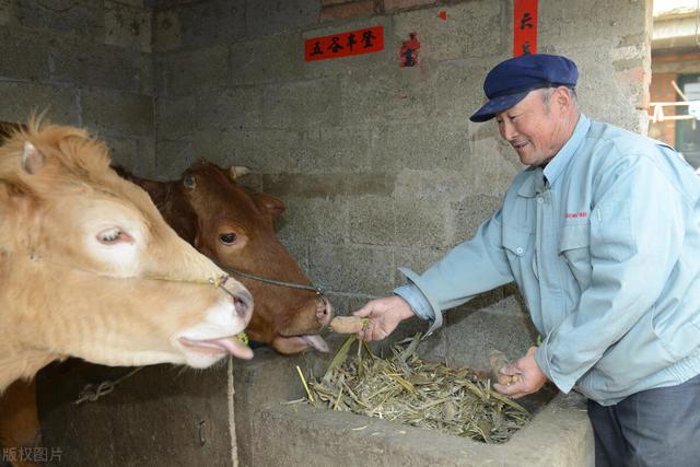 济宁 肉食狗 基地:济宁有养肉食狗的吗 养殖肉狗有哪些比较好的建议？