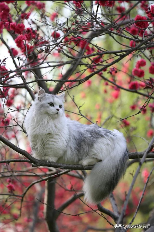 小花猫喵喵叫:小花猫喵喵叫是什么歌 小猫咪到新家一直叫该怎么处理？