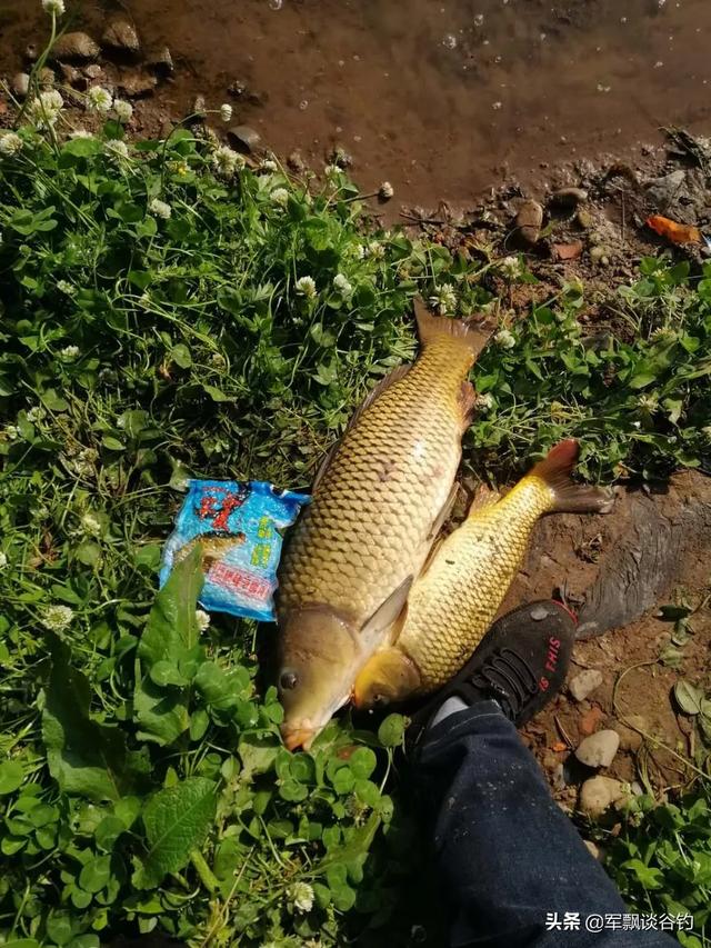 哪里可以买到软骨鲫鱼:什么叫软骨鲫 有没有适合武汉地区鱼类的好用的钓鱼小药推荐？