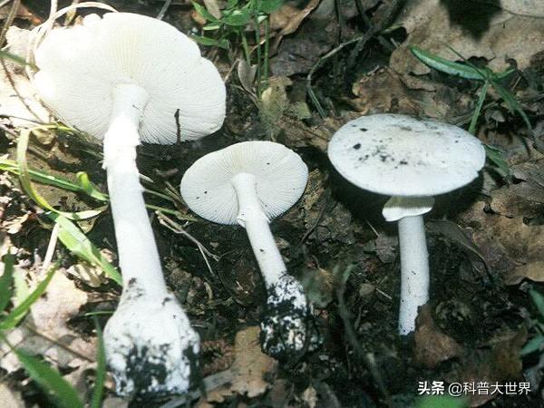 如何辨别有毒的蘑菇，到了吃蘑菇的季节了，野生蘑菇怎样判断是否有毒