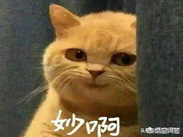 当猫爱上狗在哪里看:喜欢猫狗的女生有什么共性？ 当狗爱上猫在线观看