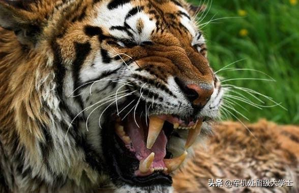 苏门答腊犀牛最新数量:猫科硬件排行?同体型豹子是否比老虎厉害？