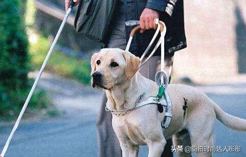 关于狗的电影感人:除了《忠犬八公》，大家还看过其他的让你感动到哭的狗狗电影吗？