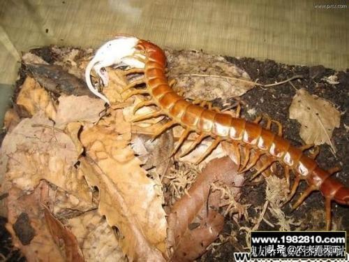 非洲角鹿:你们知道动物有哪些神奇的本领吗？