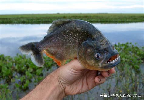 食人鱼怎样保护小食人鱼:霸气凶猛的“食人鱼”，该如何饲养？