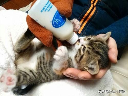辅猫吧:家里人不让养猫了怎么办？