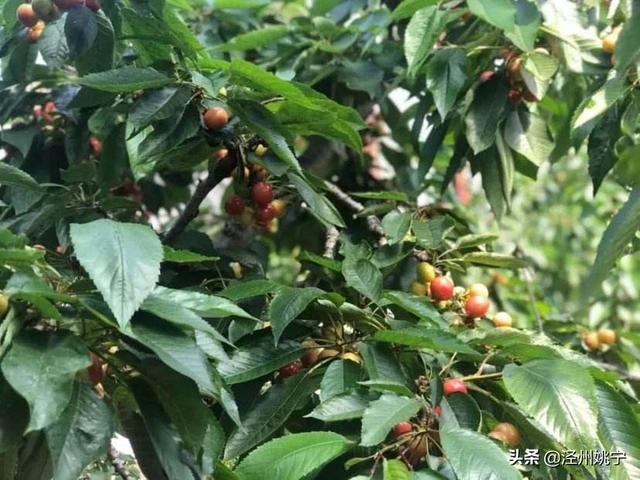 樱桃树干留焦十大名狗怎么治:怎样治疗樱桃树皮里的红颈天牛 大樱桃树环剥处理可以控制树势吗？怎么处理更好？