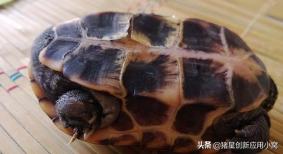 西部锦龟多久换壳:人们说千年的王八，万年的龟！乌龟真能活一万年吗？
