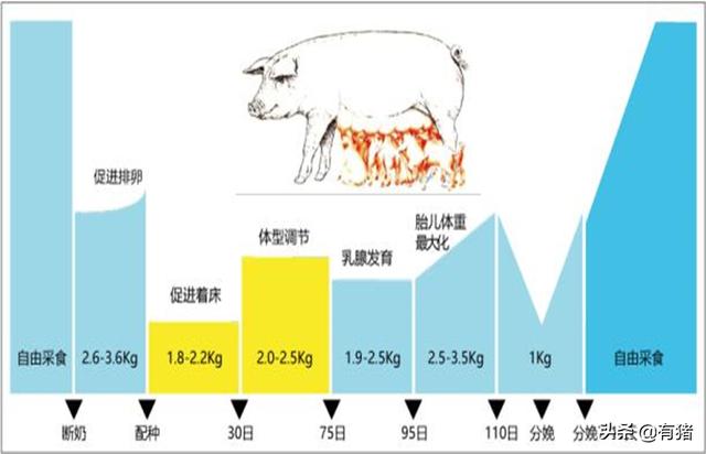 乳腺发育不良:初产母猪乳腺发育不好怎么办？