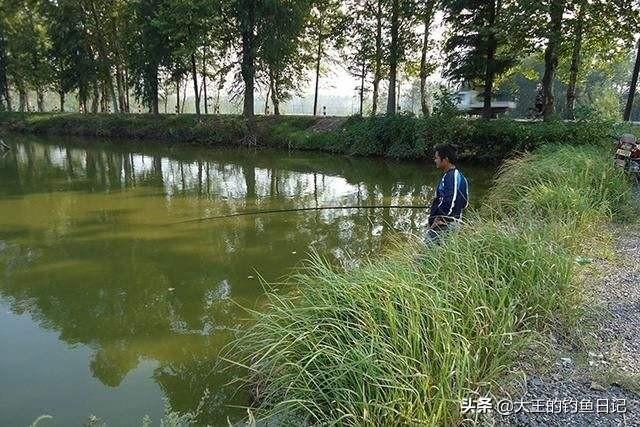 蓝倒吊鱼不会吃漂浮在水面的饲料:散养鱼塘，水肥鱼不开口，怎么办，有什么好的建议？
