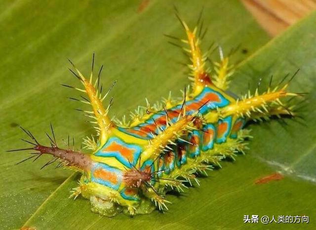 头条问答 - 被洋辣子蛰了,有什么好方法能让人减轻疼痛?(3个回答)