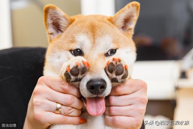 英牛犬体臭还是恶霸犬体臭:狗狗体味太大，给狗狗祛臭有哪些方法窍门？