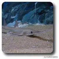 澳大利亚虎鲨:虎鲸有天敌吗？它是一种什么样的动物？