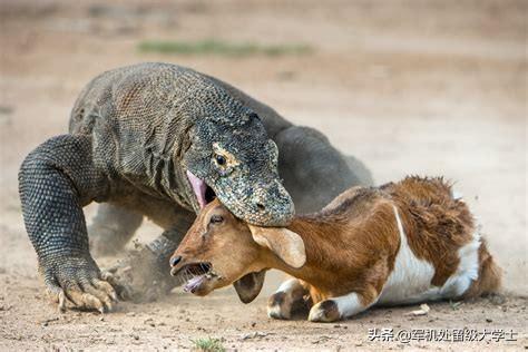 狂犬病毒储存宿主:有人说狂犬病毒会100%杀死宿主，那为什么这个病毒没有灭绝？