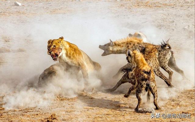 鬼獒咬死狮子图片:野生藏獒可以打的过野生大熊猫吗？
