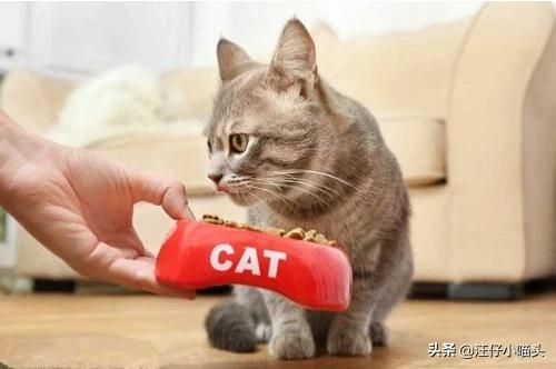 猫怀孕能吃海乐妙吗:孕期的猫可以吃猫多维吗？