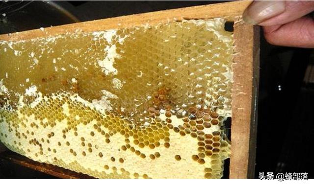 没有蜜蜂水果会消失吗，蜂窝里的蜂蜜一定要取出来吗
