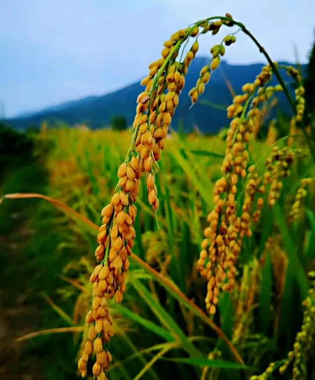 请问去岳父母家,带天之蓝算不算是好酒？