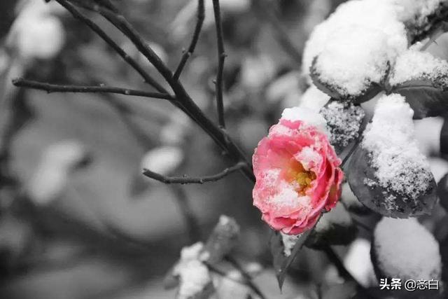 李清照的《清平乐·年年雪里》,读后有何感受？