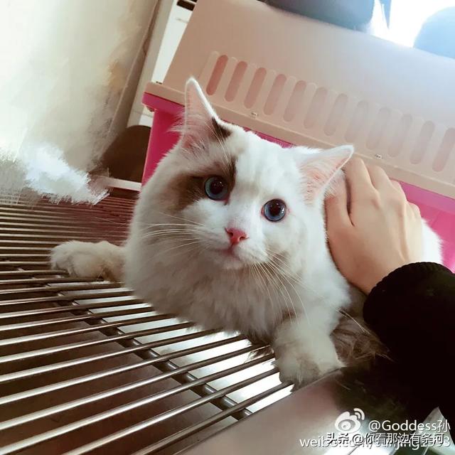 怎么确定猫咪认主人了:和猫咪分开一段时间后，它还会不会记得主人呢你怎么看