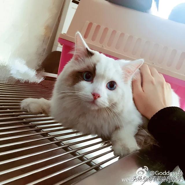 离家的猫:半年不回家家里的猫还会记得自己吗？