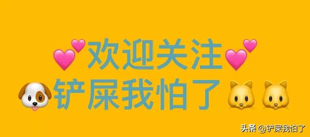 贪吃狗叫妈妈:小狗养久了，就会通人性，是真的吗？