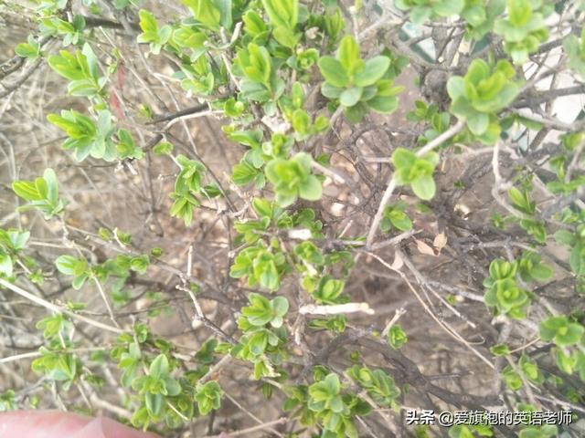 龙抬头是什么意思:今天