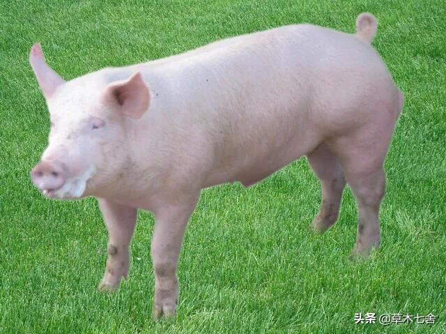 约克夏梗和澳大利亚梗:养殖的大白猪与长白猪外观有什么区别？
