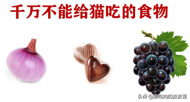 水煮活猫残忍图片:为什么越来越多的人相信猫吃人吃的东西就会死？