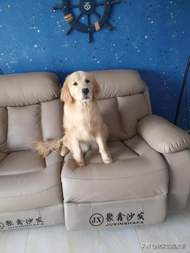 金毛犬的喂养:饲养两岁的金毛，应该注意什么问题？