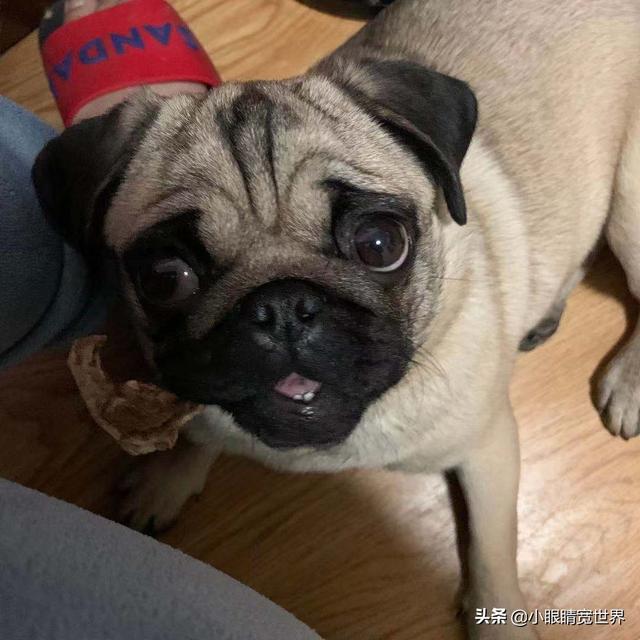 头条问答 - 如何看待一生气就对主人龇牙咧嘴的宠物狗?