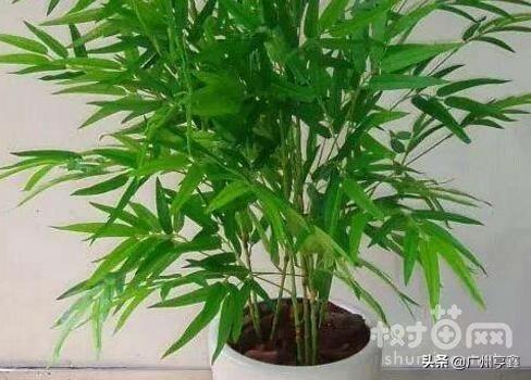 散尾葵图片:散尾葵还是凤尾竹，如何分辨与养护？