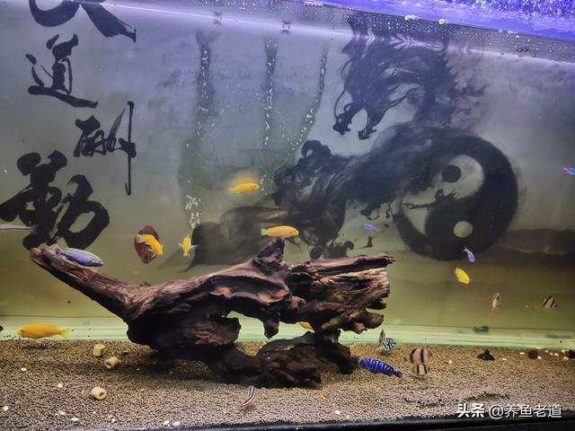 沉木:在喜欢碱性水的热带鱼的鱼缸里放沉木会怎么样？