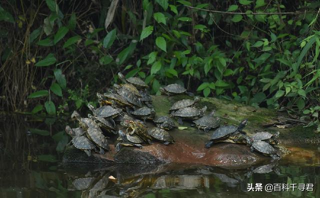 巴西龟为什么不能放生，都说鳄龟、巴西龟放生没有天敌，为什么浙北地区没有泛滥