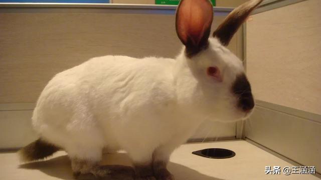塞北兔:猪和兔子的距离隔20米可以一起养吗？能养在一起吗？ 塞北兔能长多少斤