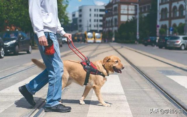 导盲犬是什么狗在中国:基于人工智能的导盲机器犬对盲人一族意味着什么？