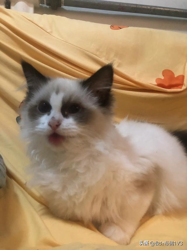 猫发情 叫声:猫发情除了会乱撒尿和乱叫，还有其他表现吗？