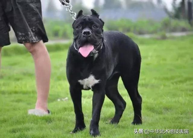 卡斯罗犬缺点，卡斯罗犬性格不好能打吗？