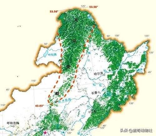 东北虎的资料卡片:大兴安岭森林中有老虎吗？